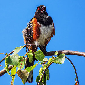 Spotted Towhee.jpg