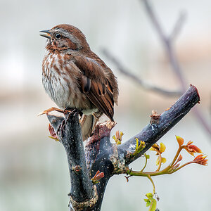 Song Sparrow top branch.jpg