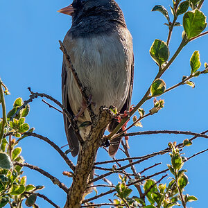 Dark-eyed Junco.jpg