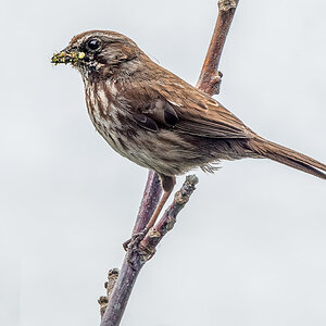 Song Sparrow one leg.jpg