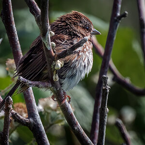 House Sparrow puffed up.jpg