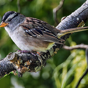 White-crowned Sparrow.jpg