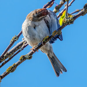 Chipping Sparrow grooming.jpg