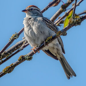 Chipping Sparrow branch.jpg