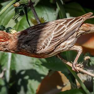 House Finch reaching.jpg