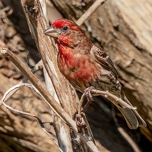 House Finch blending.jpg