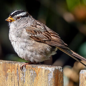 White-crowned Sparrow.jpg