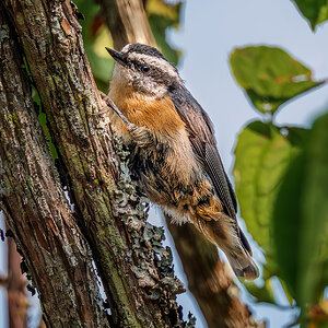 Red-breasted Nuthatch sm.jpg