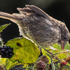 Song Sparrow 2.jpg