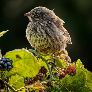 Song Sparrow 1.jpg