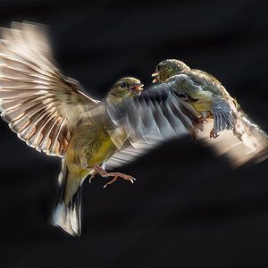 Goldfinch Fight.jpg