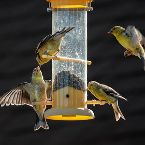 American Goldfinches at feeder.jpg