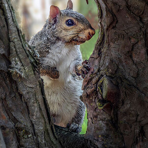 Squirrel peek a boo.jpg