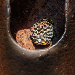 Wasp nest.jpg