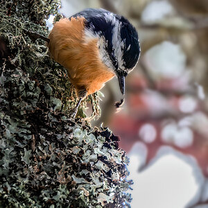 Red-breasted Nuthatch.jpg