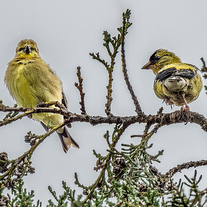 Two Goldfinches.jpg