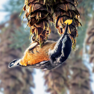 Red-breasted Nuthatch & seed.jpg