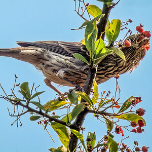 Purple Finch.jpg