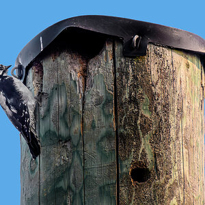 Downy Woodpecker .jpg