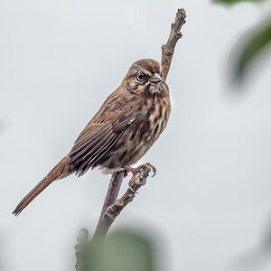 Song Sparrow.jpg