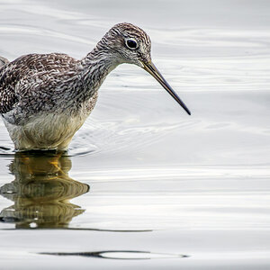 Greater Yellow Legs.jpg