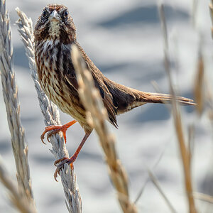 Song Sparrow in grasses.jpg