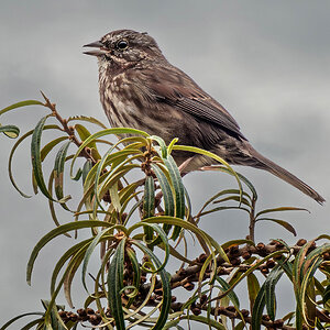 Song Sparrow singing.jpg