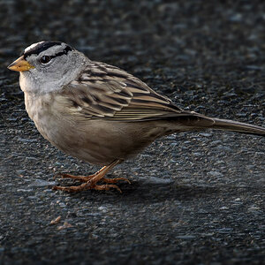 White-crowned Sparrow.jpg