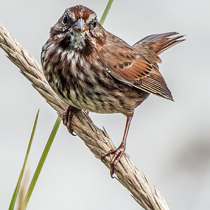 Song Sparrow staring.jpg