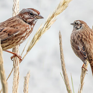 2 Song Sparrows in grasses.jpg