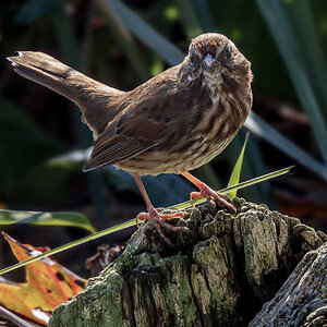 Song Sparrow 1.jpg