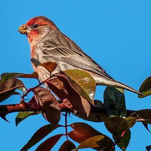 House Finch.jpg