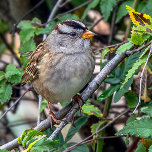 White-crowned Sparrow.jpg