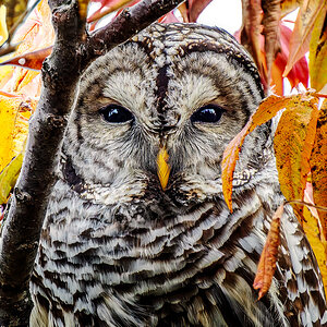 Barred Owl 01.jpg