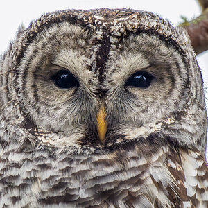 Barred Owl 2.jpg