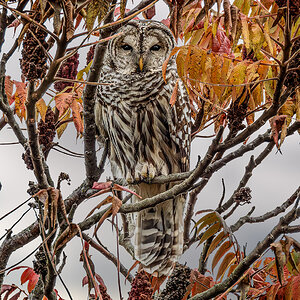 Barred Owl full.jpg