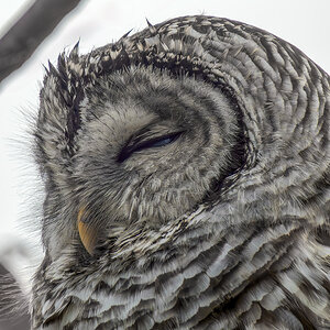 Barred Owl three quarters.jpg