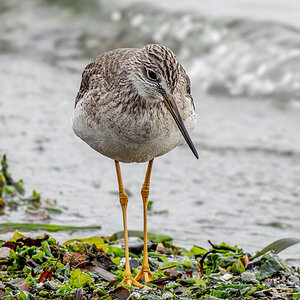 Greater Yellowlegs 01.jpg