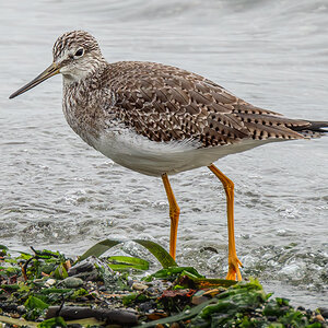 Greater Yellowlegs 02.jpg