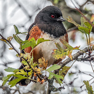 Spotted Towhee.jpg