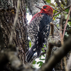 Red-breasted Sapsucker.jpg