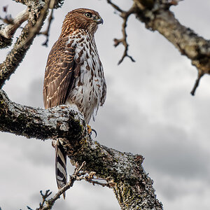 Cooper's Hawk.jpg