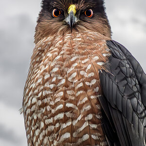 Cooper's Hawk 2.jpg