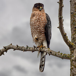 Cooper's Hawk 1.jpg