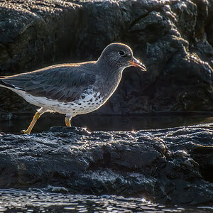 Surfbird 2.jpg