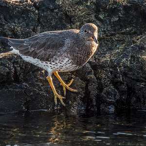 Surfbird 1.jpg