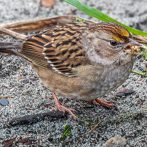 Golden-crowned Sparrow hunting.jpg