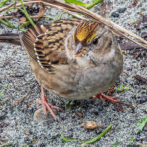 Golden-crowned Sparrow top.jpg