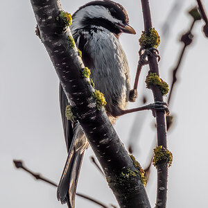 Chestnut-backed Chickadee.jpg