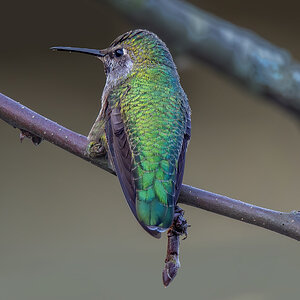 Anna's Hummingbird behind.jpg